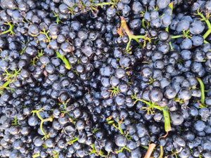 Punch Drink: Māori Winemakers in Aotearoa